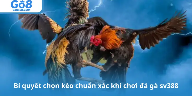 Bí quyết chọn kèo chuẩn xác khi chơi đá gà sv388