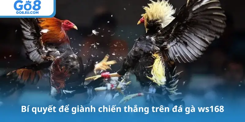 Bí quyết để giành chiến thắng trên đá gà ws168