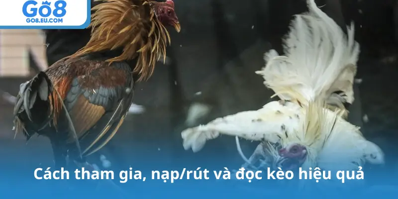 Cách tham gia, nạp/rút và đọc kèo hiệu quả