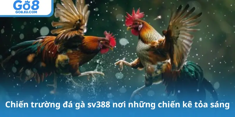 Chiến trường đá gà sv388 nơi những chiến kê tỏa sáng