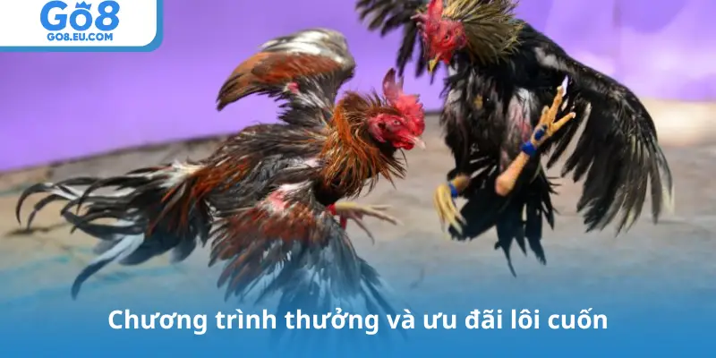 Chương trình thưởng và ưu đãi lôi cuốn