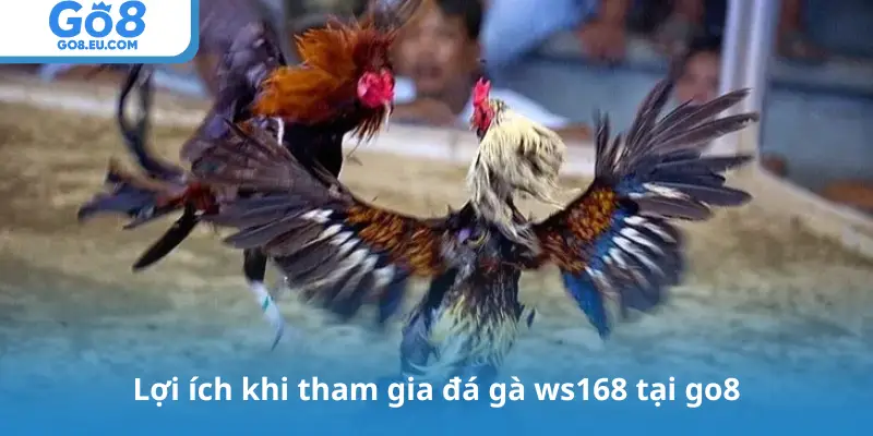Lợi ích khi tham gia đá gà ws168 tại go8