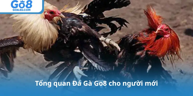 Tổng quan Đá Gà Go8 cho người mới